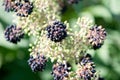 Elk clover, Aralia californica, black ripening berries